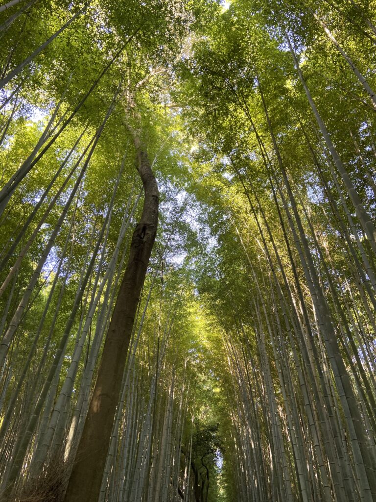 竹林の道