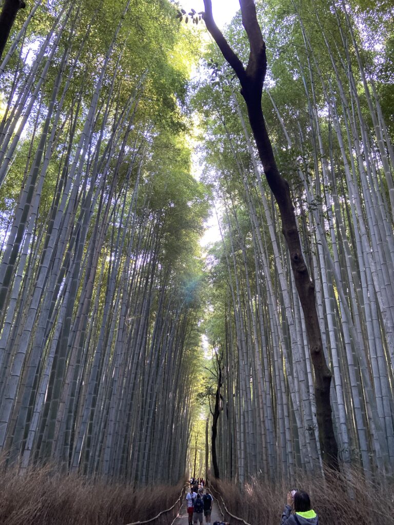 嵐山　竹林の道